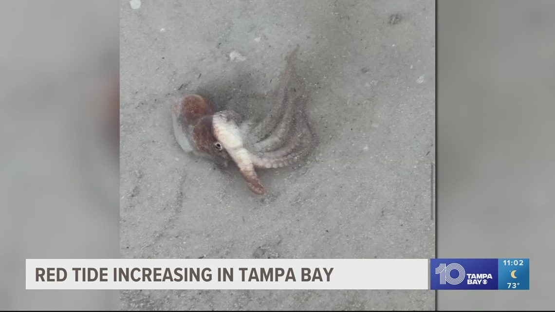 Here's what you need to know about red tide before heading out to the beach