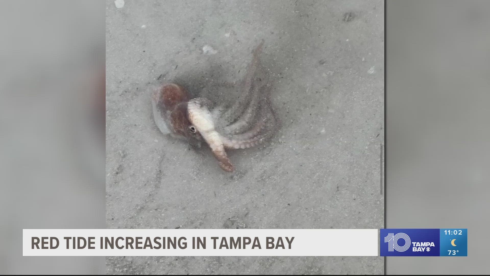 Tampa Bay area beaches are seeing varied effects of red tide, which could cause respiratory issues for people.