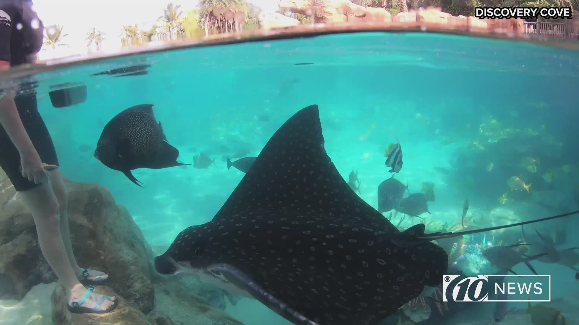 Just in time for Mother's Day, two spotted eagle rays were born at Discovery Cove. They are the first babies of proud parents Nerina and Apollo.