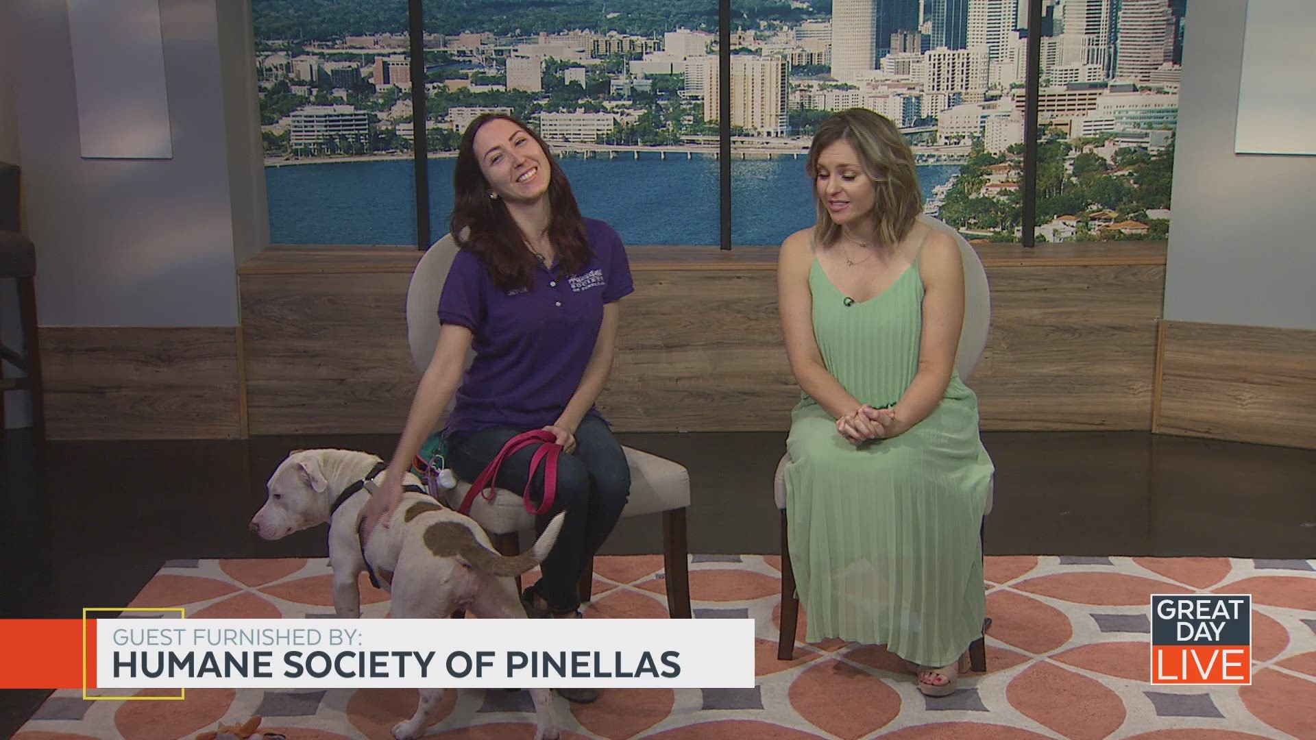 For more information on adopting a pet, go to humanesocietyofpinellas.org.