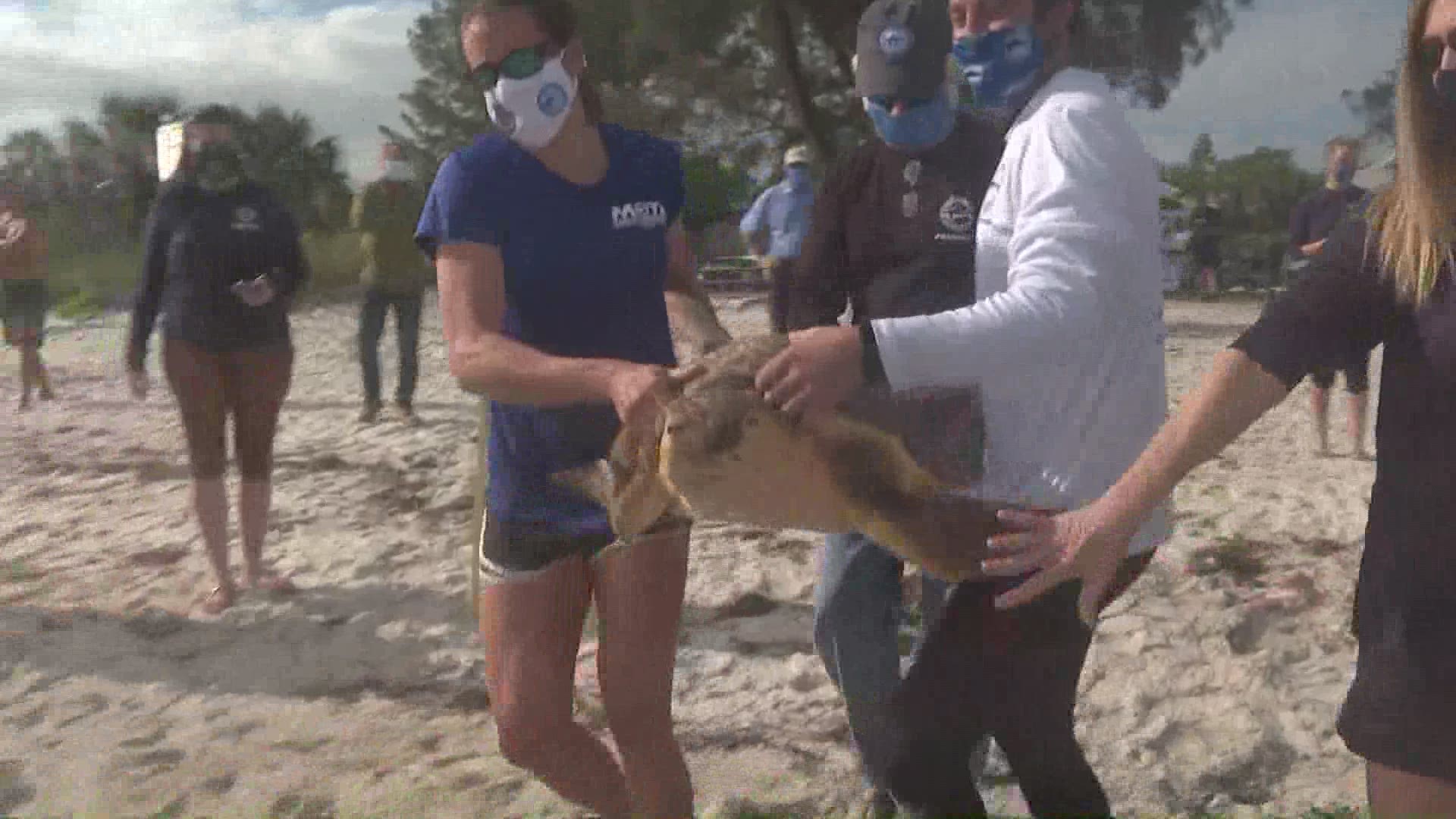 The sea turtle, named "O-H," went back home after a successful recovery at Mote's Sea Turtle Rehabilitation Hospital in Sarasota.