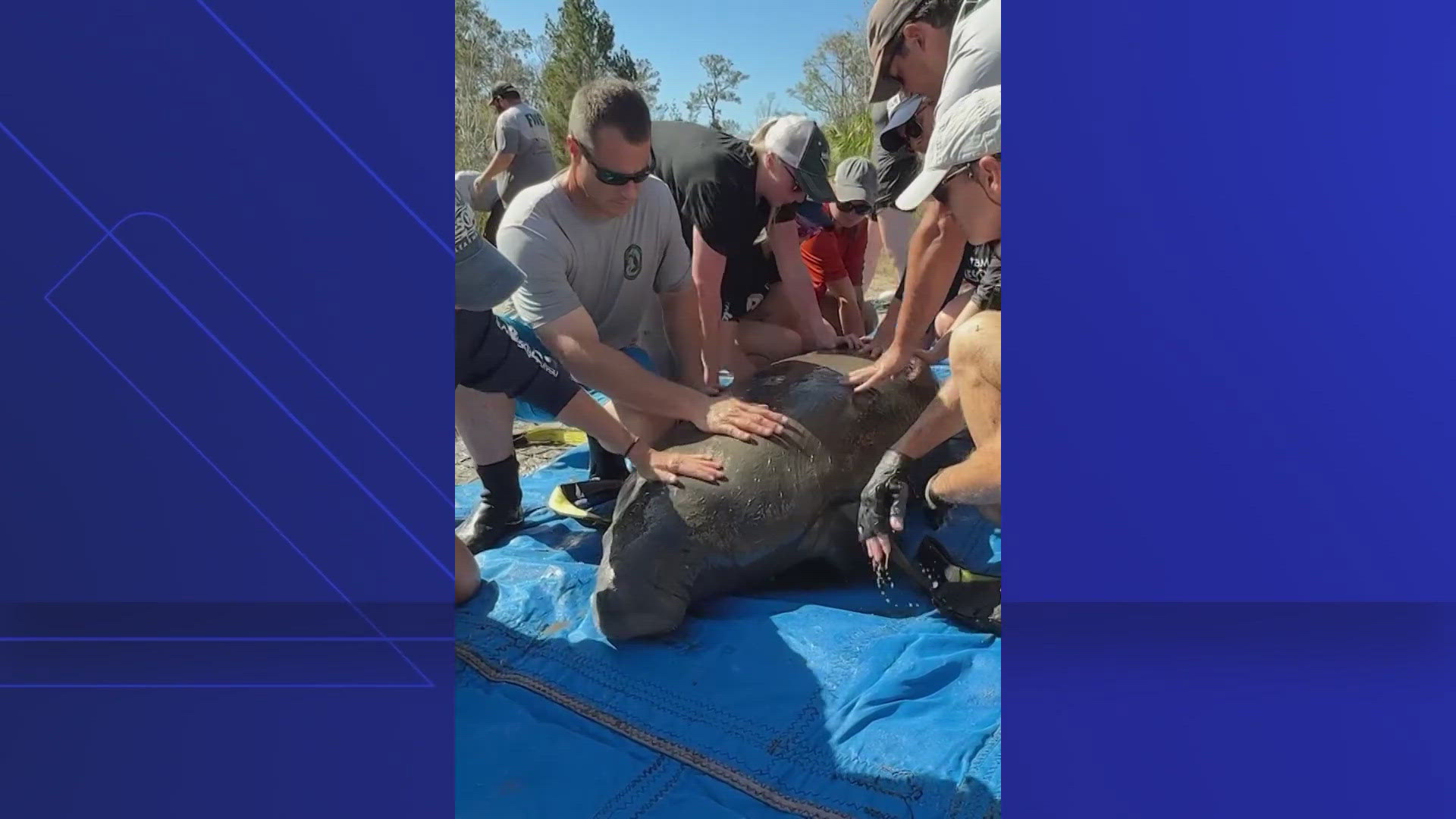 The manatee was rescued in the Big Bend region of Florida and will recover in Tampa.