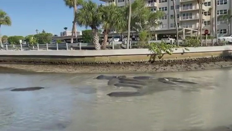 Manatees in Clearwater