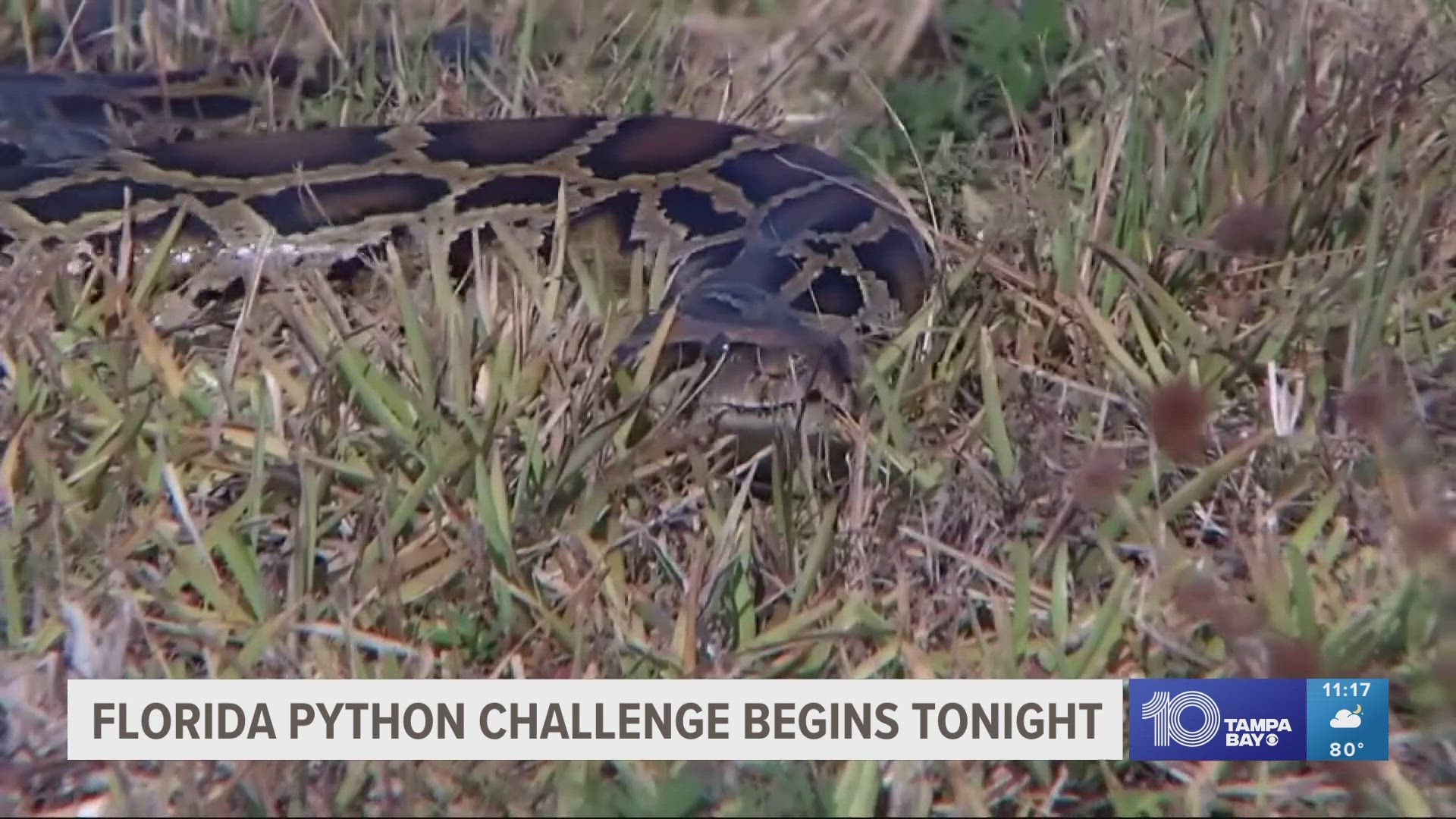 Over the next 10 days, people from around the world will set out to remove the invasive snake from Florida.