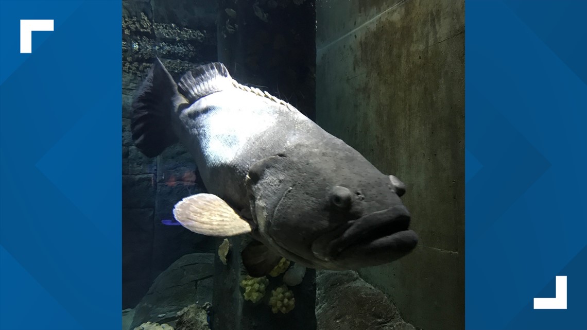Florida Aquarium grouper, Cleatus, dies after illness