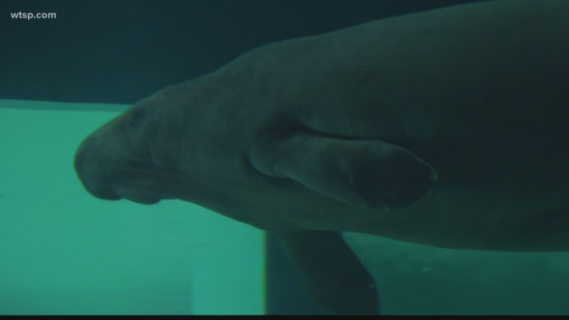 The South Florida Museum continues making improvements to its manatee rehabilitation facility since its beloved Snooty died two years ago.