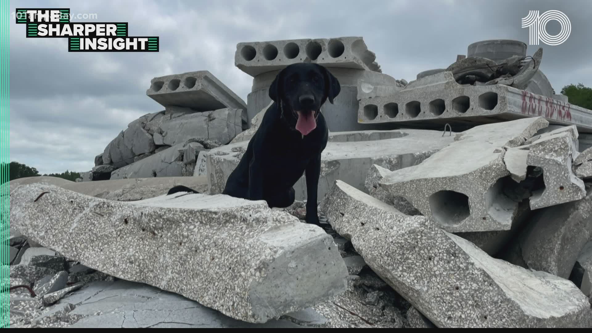 As the search continues in Surfside for survivors of a condo collapse, Patron's handler explains how search dogs enable success to find people.