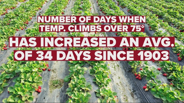 How the weather is affecting Florida's strawberries