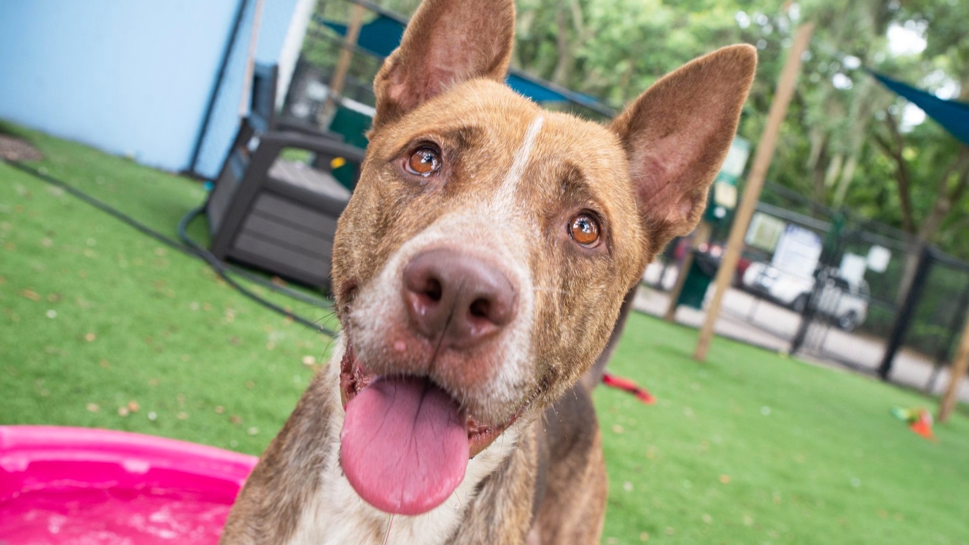 Manatee County Animal Services needs fosters | wtsp.com