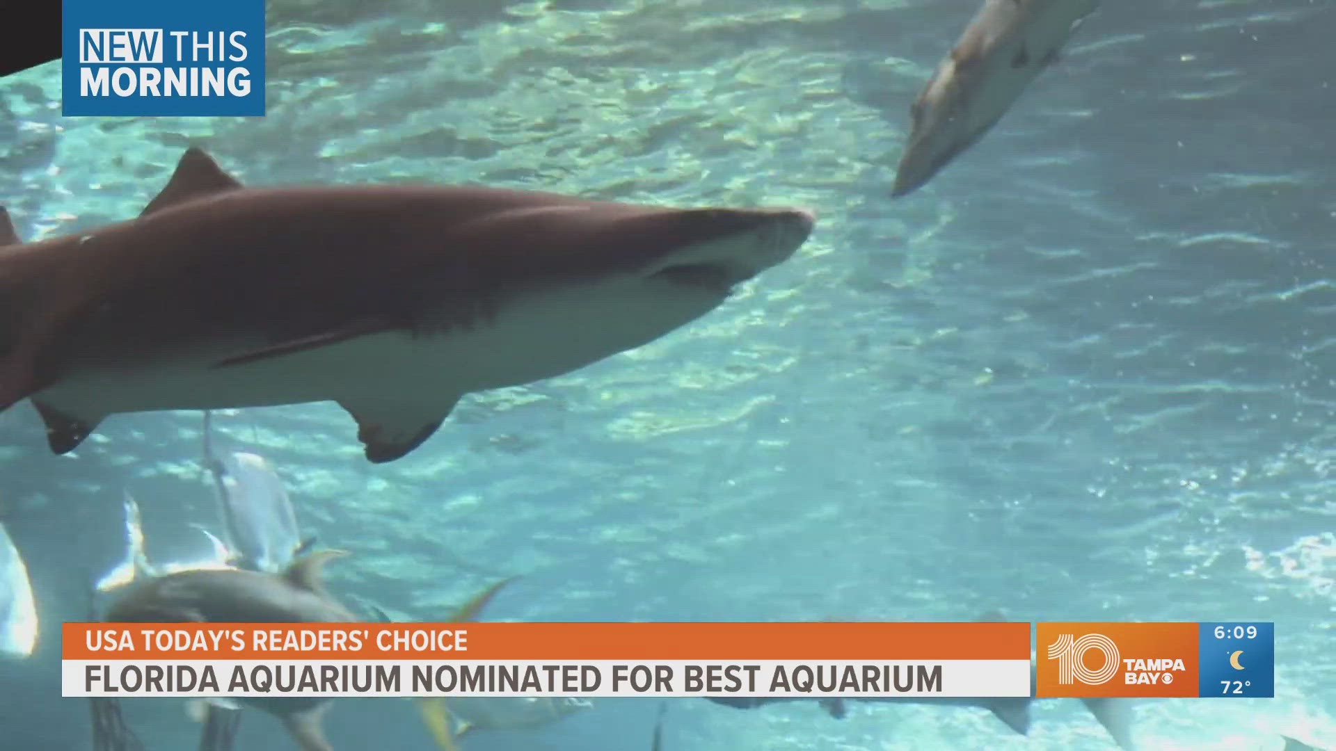 You can vote for the Tampa Bay area aquarium to be awarded as the best in the nation, according to USA Today.