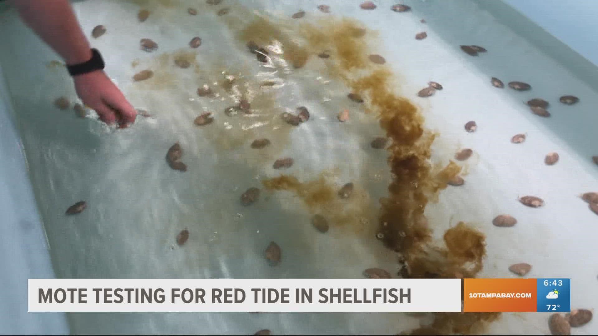 Scientists with the "Mote marine lab" have developed a way to test for red tide in shellfish.