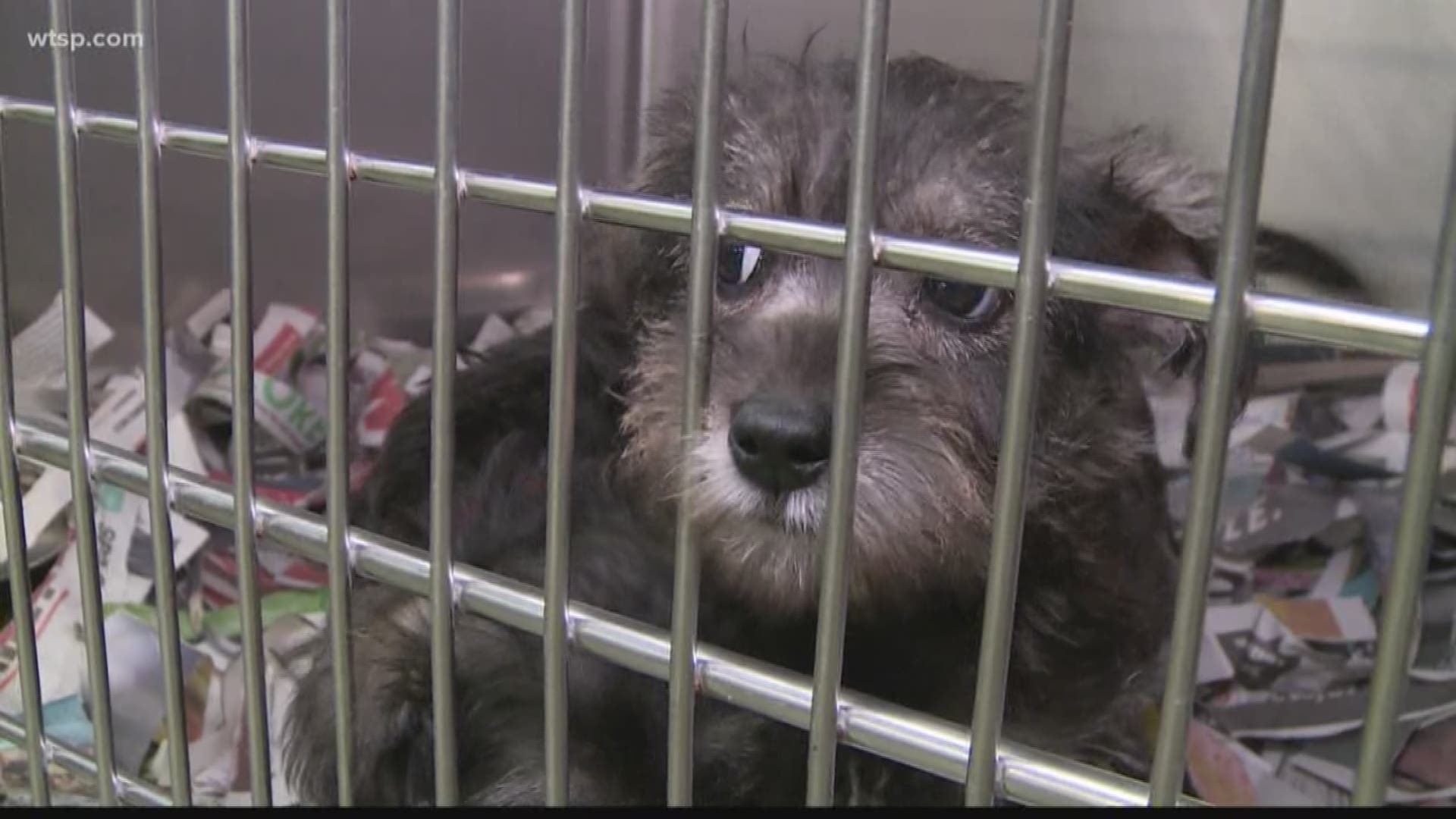 More than 300 rescued dogs up for adoption at Humane ...