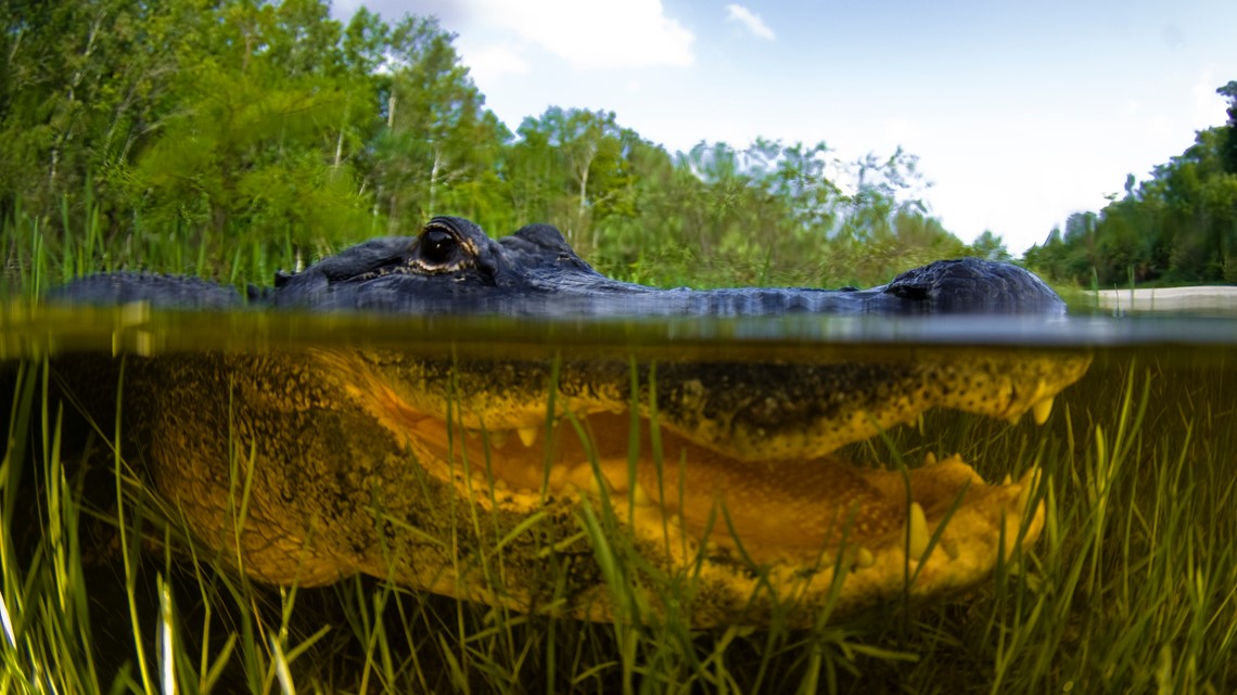 As the weather warms up, so do the alligators