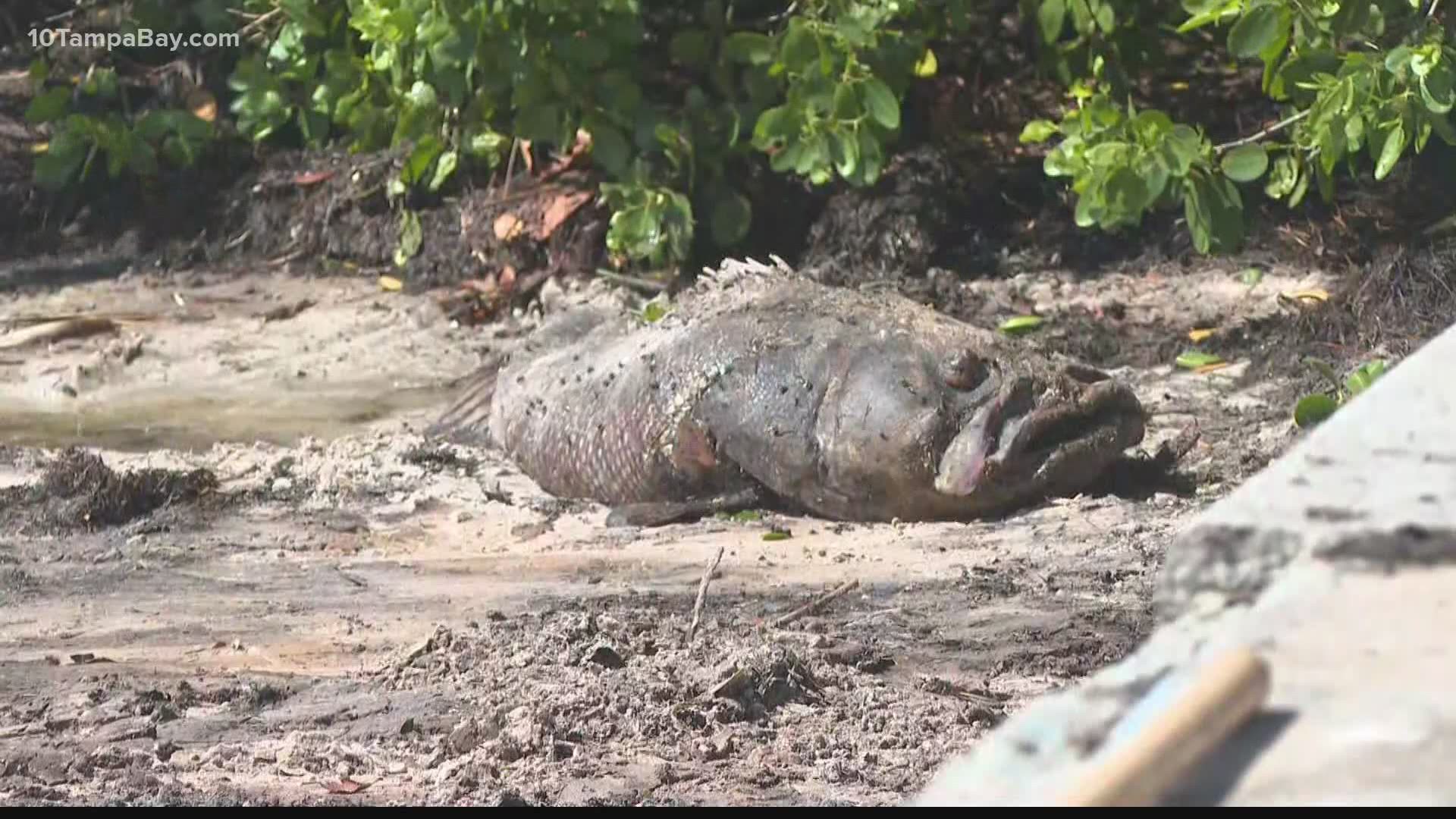 People living in Pinellas County are seeing sea life die from red tide and want action taken.