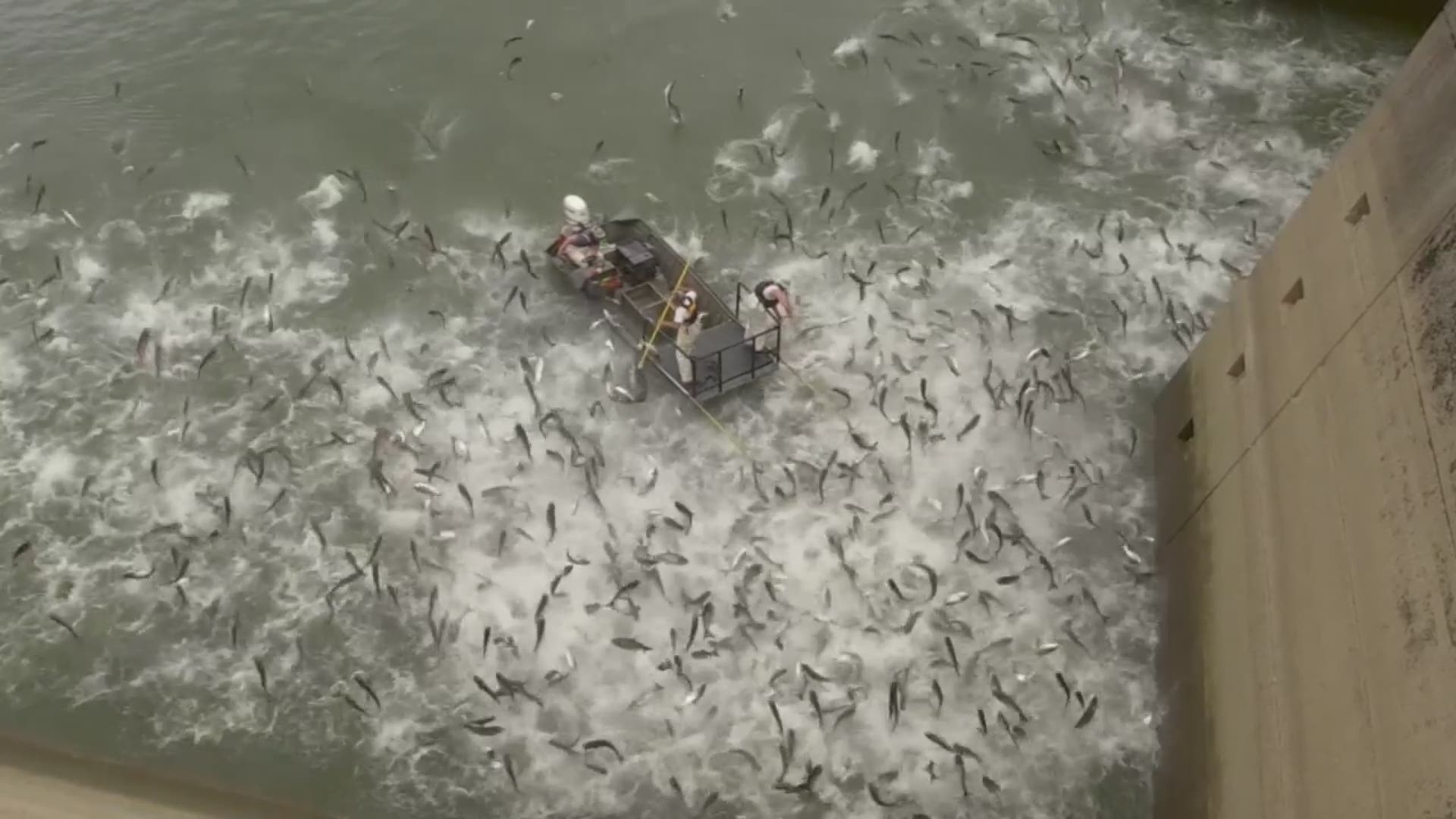 Crews with the Kentucky Department of Fish and Wildlife Resources used “shocking” boats to stun Asian Carp on Tuesday at the Barkley Dam. Asian Carp are invasive to other fish, according to the department.