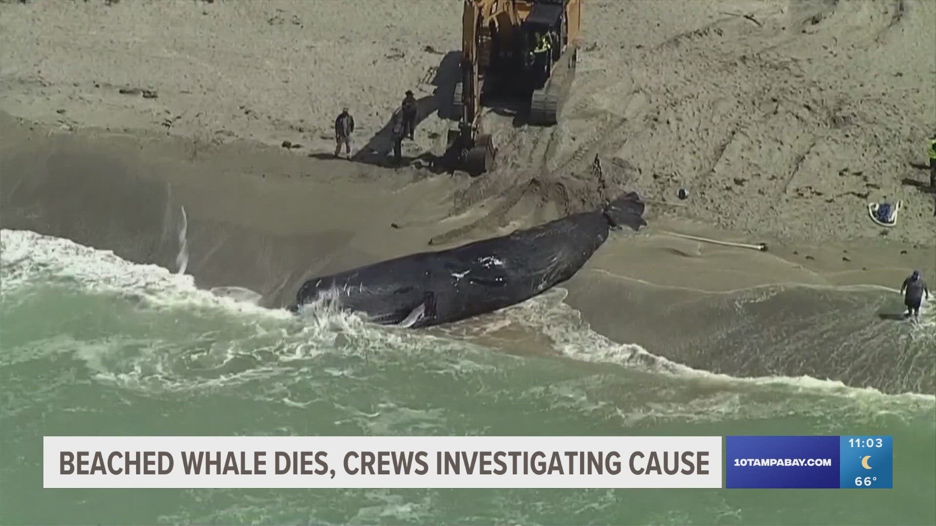 Swimmers are advised to stay out of the water at Venice Beach and locations south as sharks may be present.