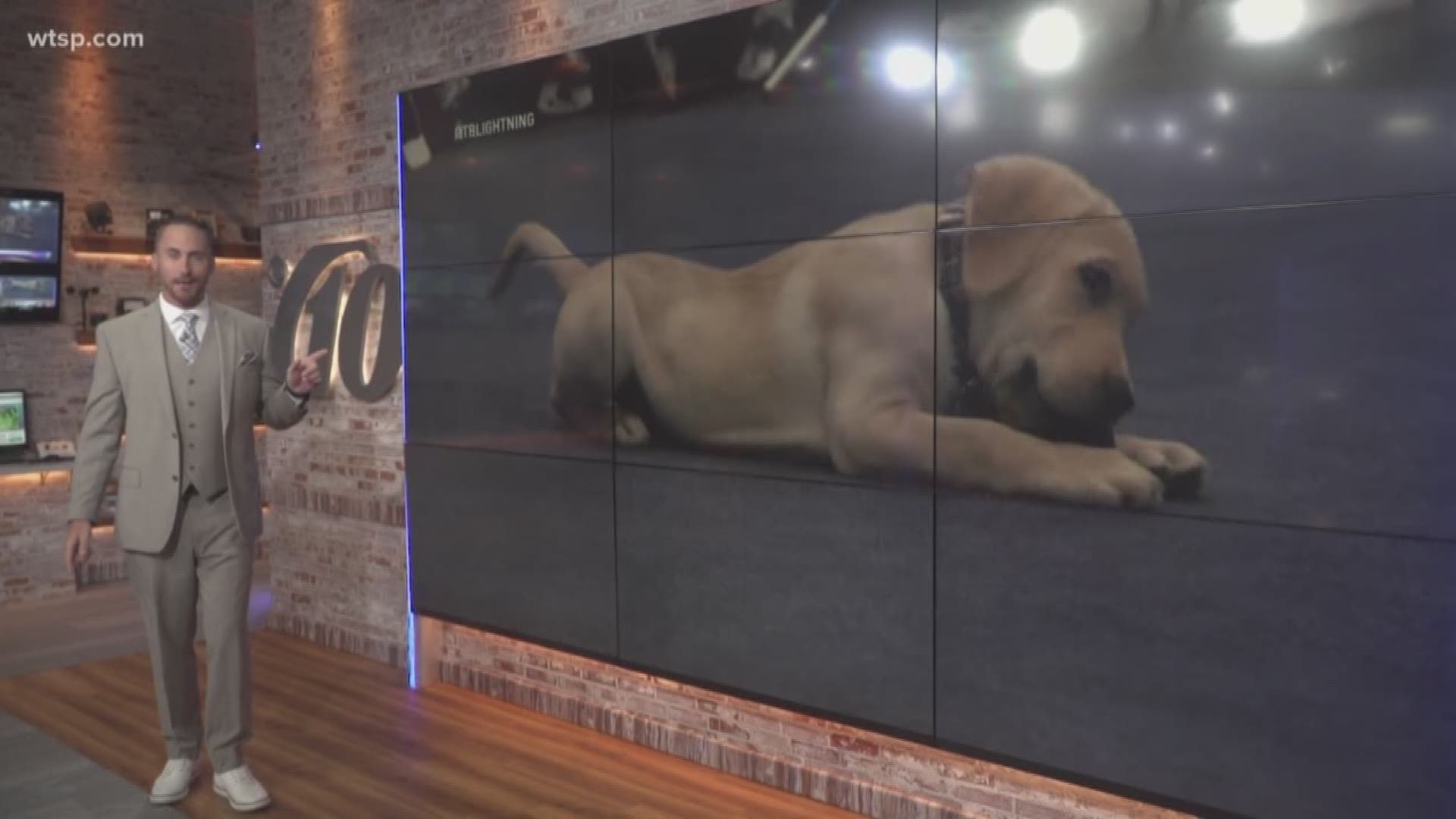 The Tampa Bay Lightning's newest addition is lending a paw to show support for the team. 

'Bolt' the yellow lab puppy was introduced as the team's new ambassador. https://on.wtsp.com/2OGTWiw