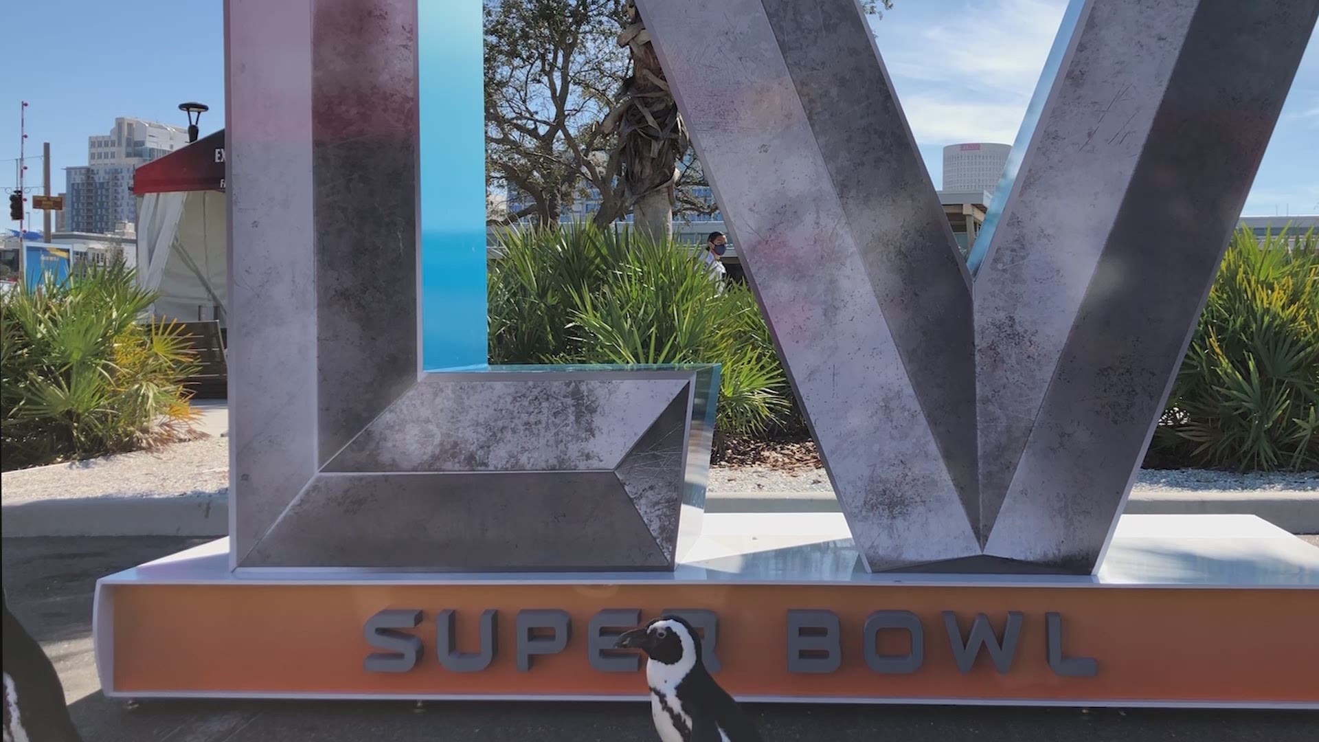 The Florida Aquarium’s African penguins got to check out the Super Bowl Experience in downtown Tampa.