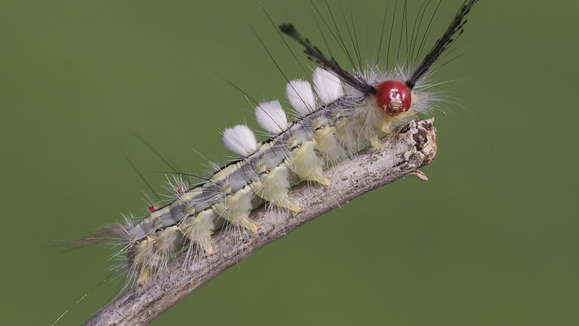 Health experts say a certain kind of hairy caterpillar in Florida can sting and cause rashes.