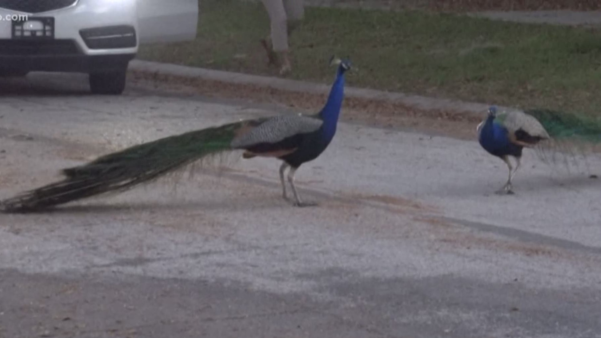Riverview neighbors want whoever shot and killed two of the birds caught and punished.