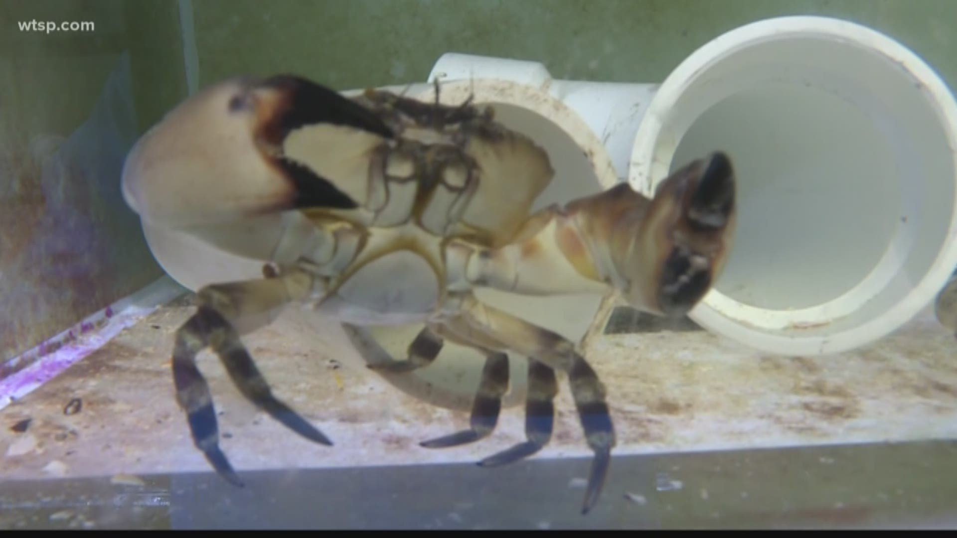 Why scientists are using stone crabs as an indication for climate change in the area.