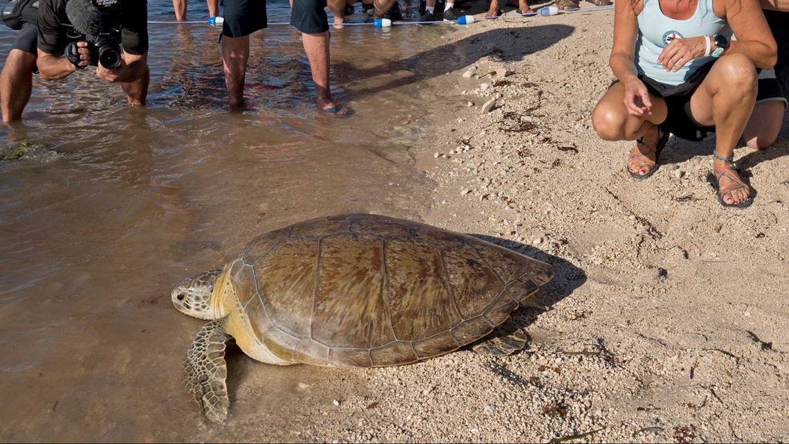 Speared turtle returns to ocean in Florida Keys | wtsp.com