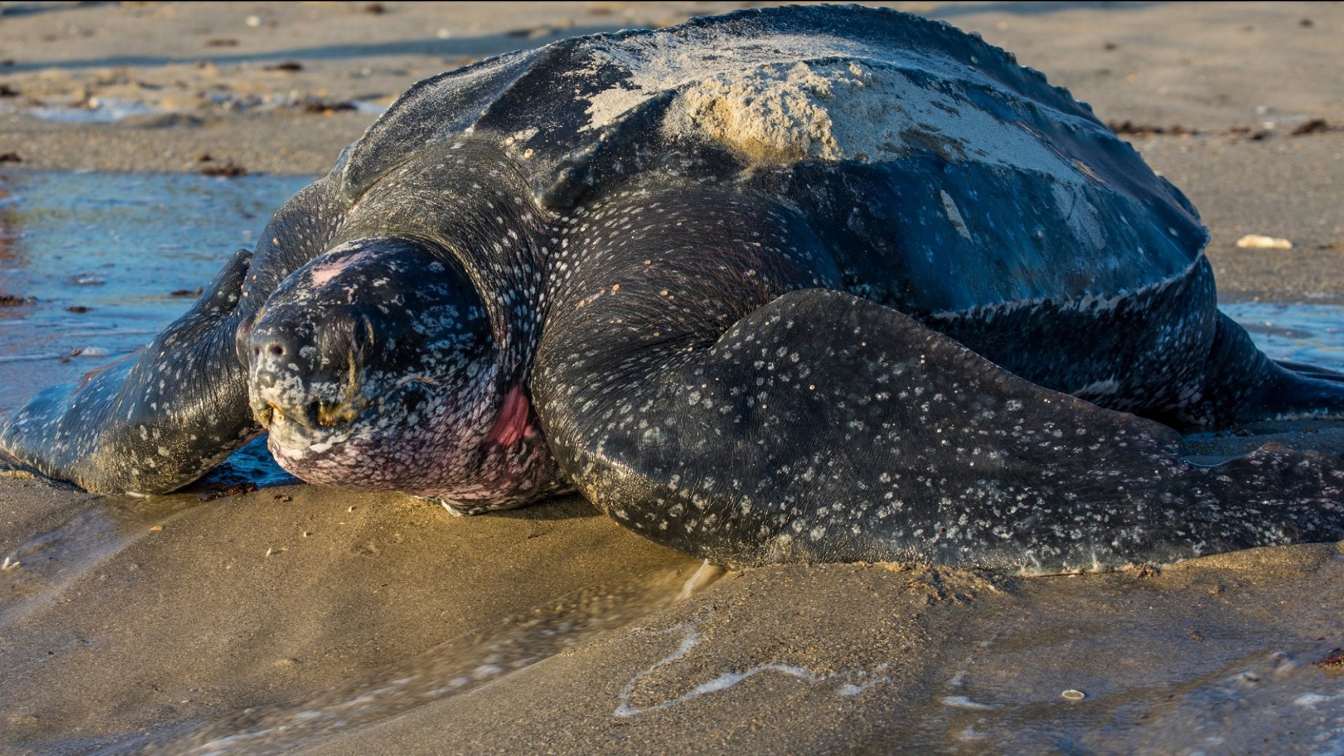 800pound leatherback turtle spotted in Florida