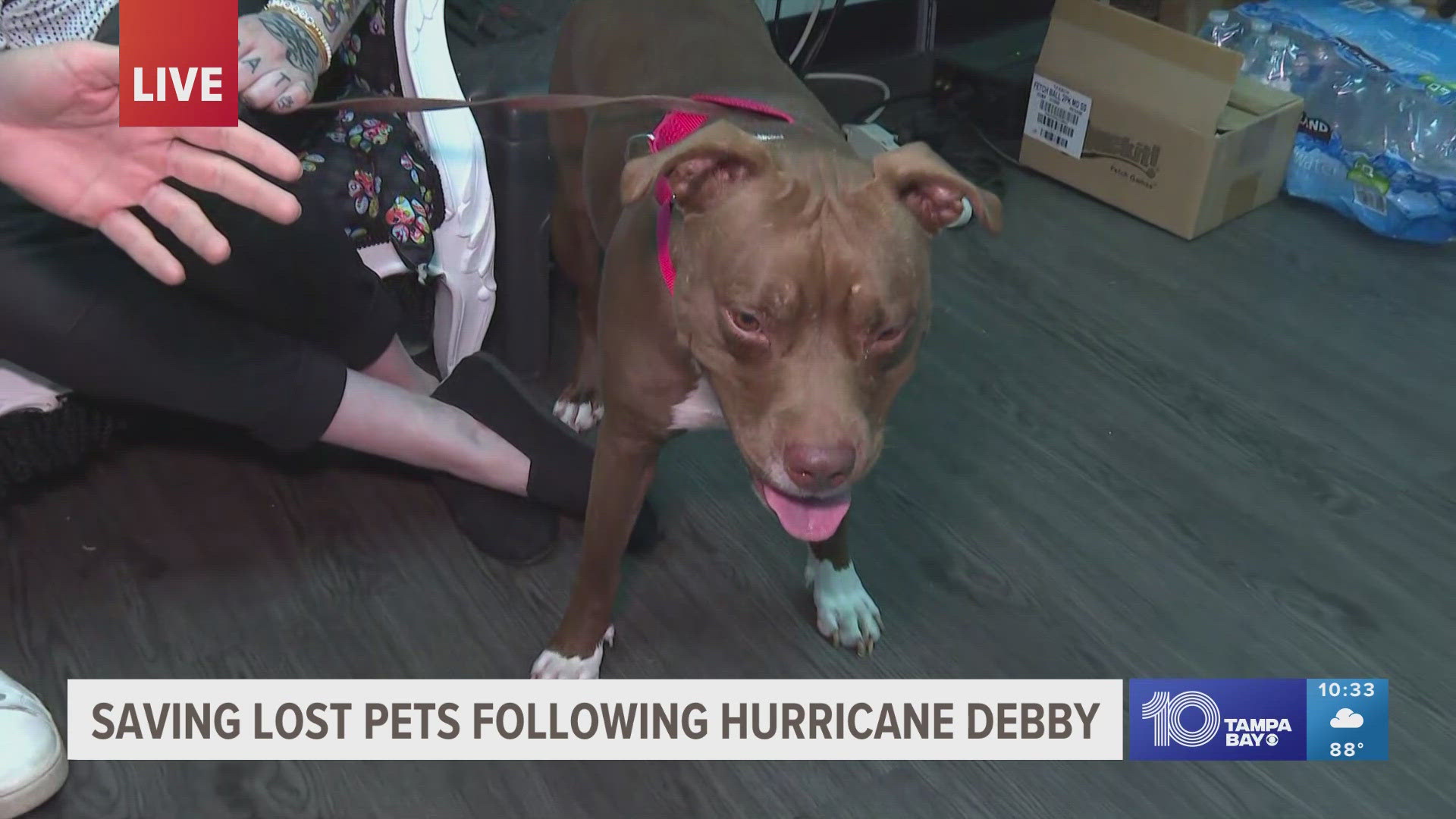 Animal services in Manatee County is inundated with stray pets following Hurricane Debby.