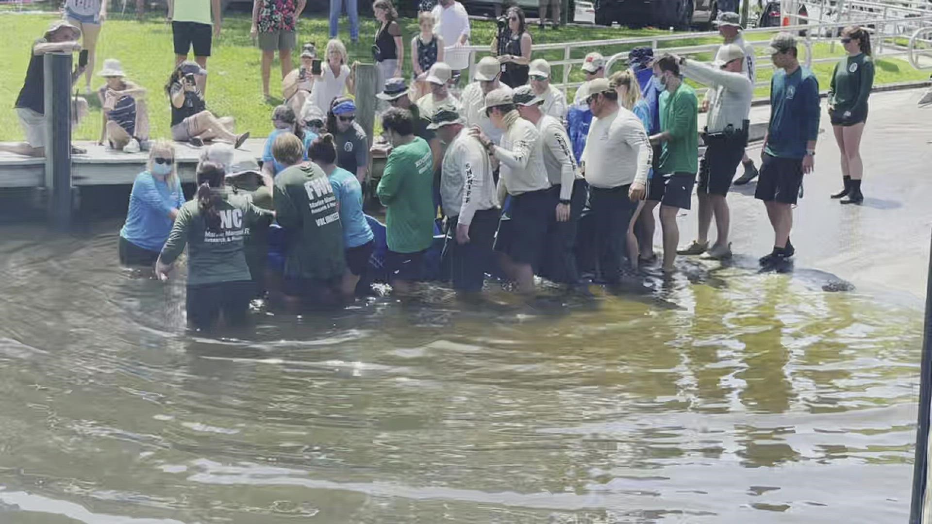A hiker found the manatee stranded when she was rescued back in March 2021.