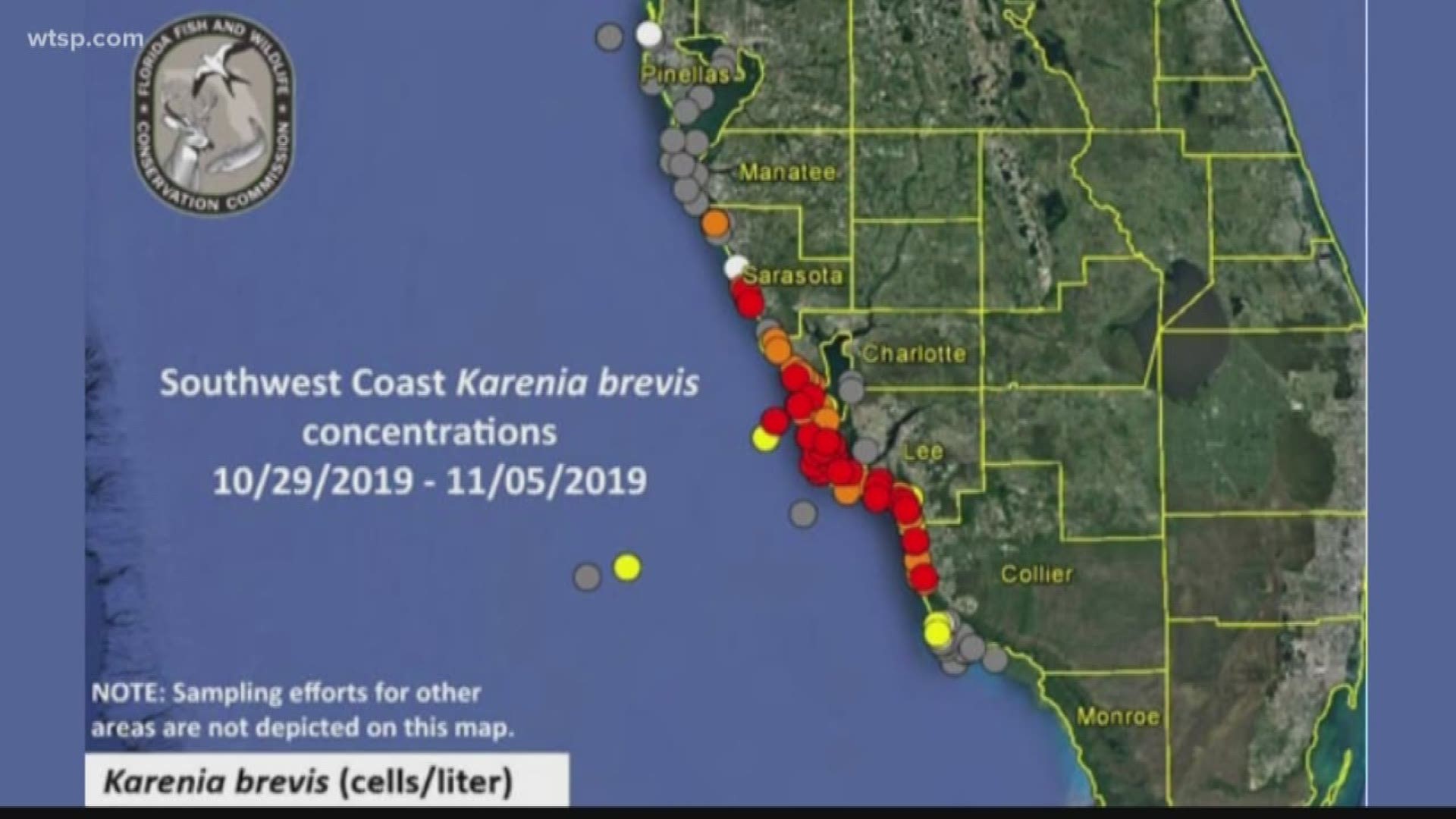 Reports of fish kills and respiratory irritation are on the rise in Sarasota County, and red tide is likely to blame.