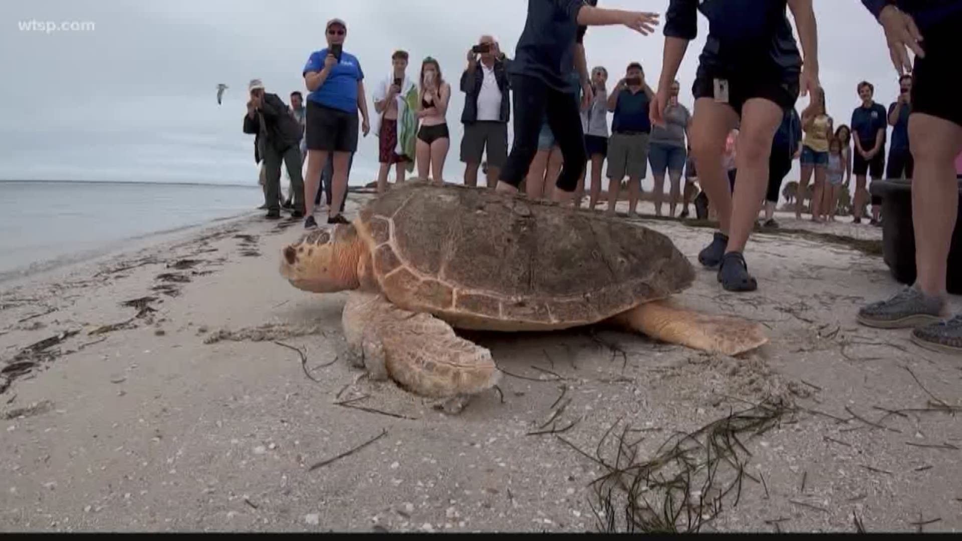 "Wiley" the loggerhead sea turtle was released into the wild after rehabilitation at Clearwater Marine Aquarium.