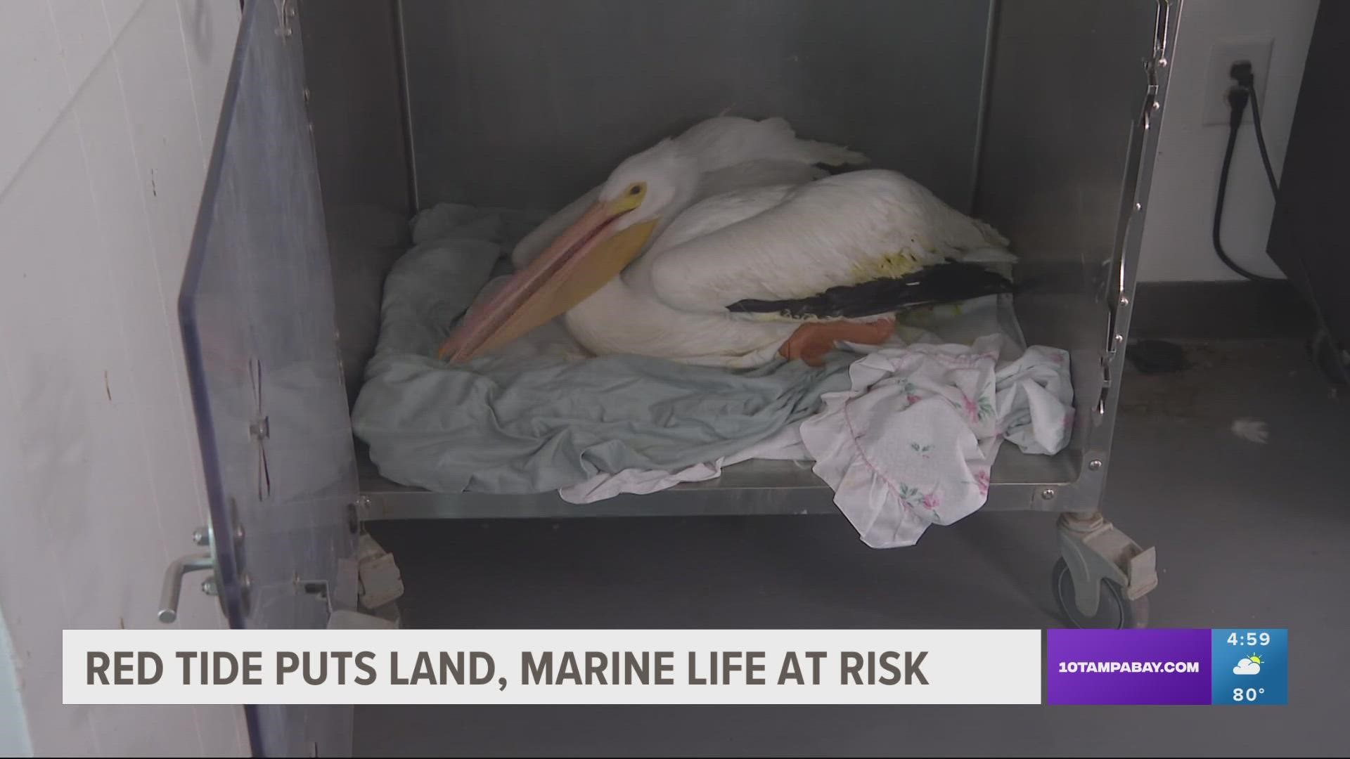 The Wildlife Center of Southwest Florida cares for up to 200 birds each year, poisoned by red tide. And that's during the mild years.