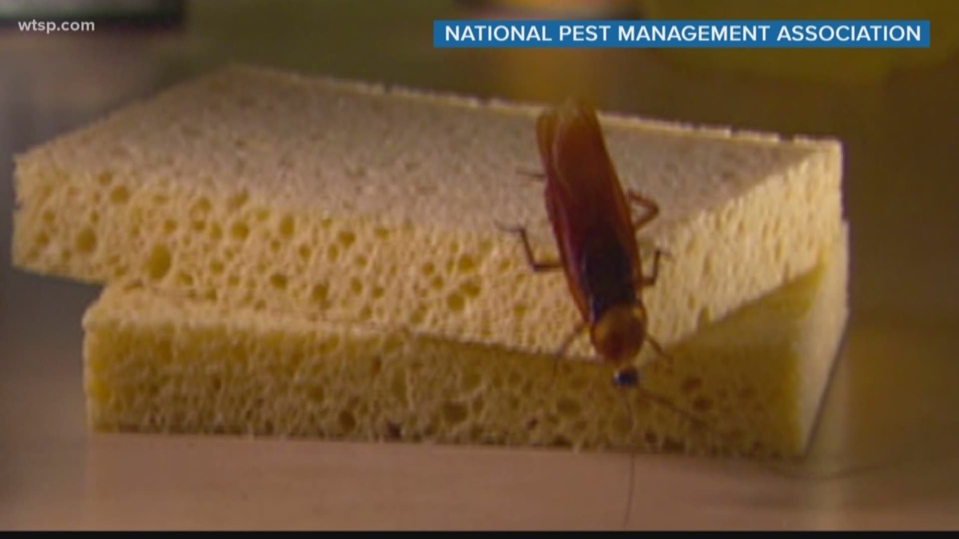 There's a greater risk of seeing bugs and rodents in our homes earlier than usual.