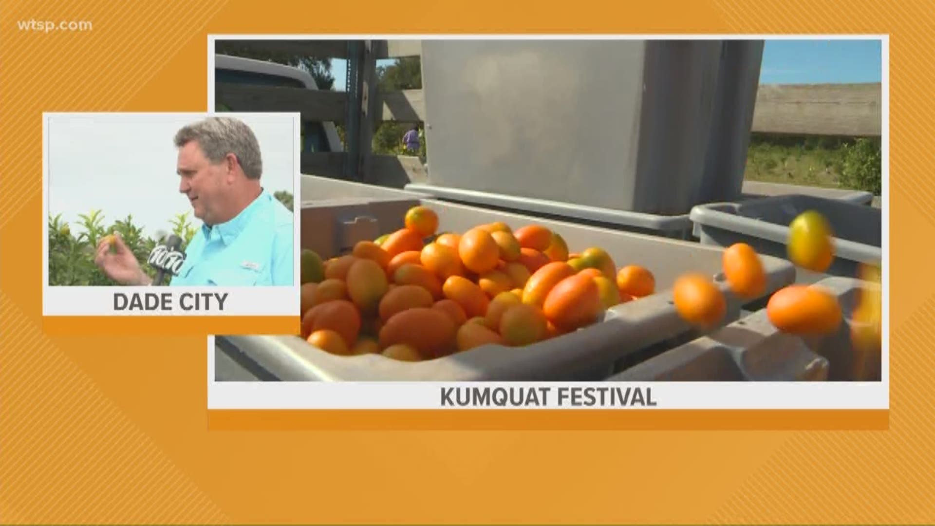 With more than 400 vendors, food stands, live entertainment and of course, lots of kumquats, the annual Kumquat Festival is happening next weekend.