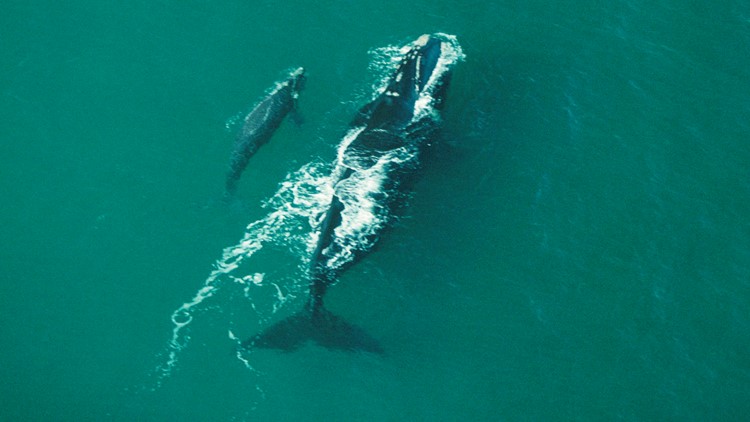 3 Right Whale Calves Spotted Off Florida's Atlantic Coast 