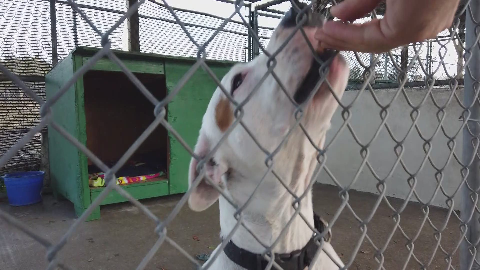 Kris Rotonda is spending a few nights in a kennel at the Humane Society of Pasco County to help the pups there get adopted.