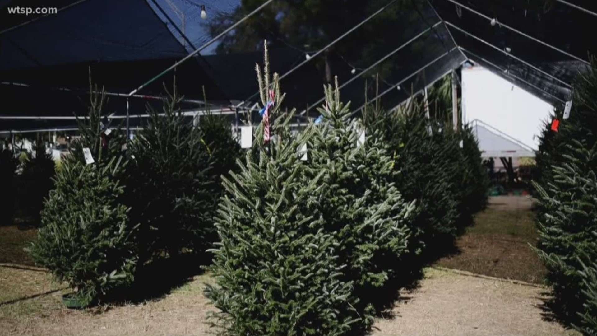 Gallagher's Pumpkins & Christmas Trees has been serving Tampa Bay for 30 years.