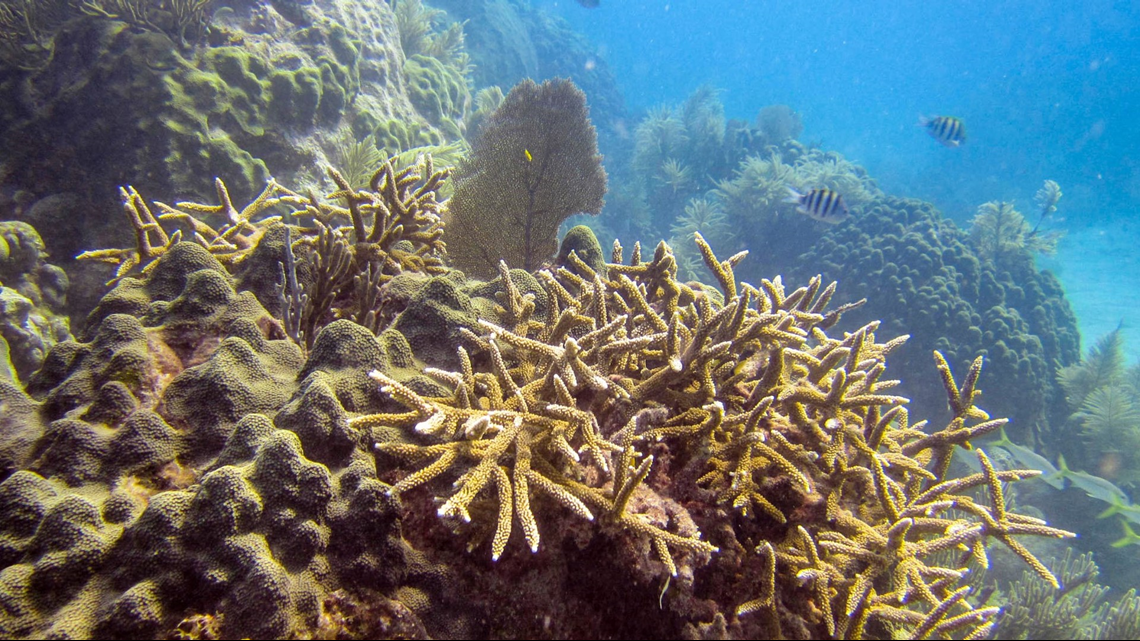 Great Barrier Reef restoration work gives hope to Florida coral ...