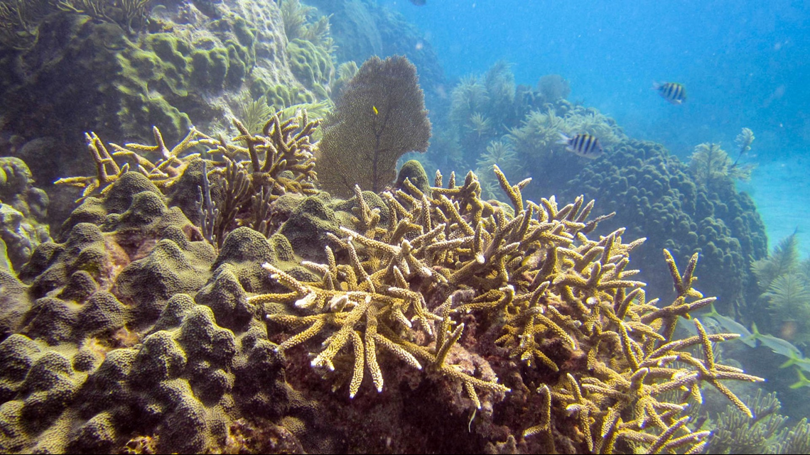 Great Barrier Reef Restoration Work Gives Hope To Florida Coral ...