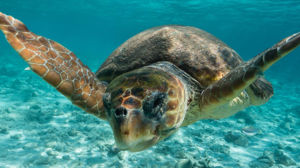 Happy World Sea Turtle Day Here S 5 Fun Facts To Know Wtsp Com