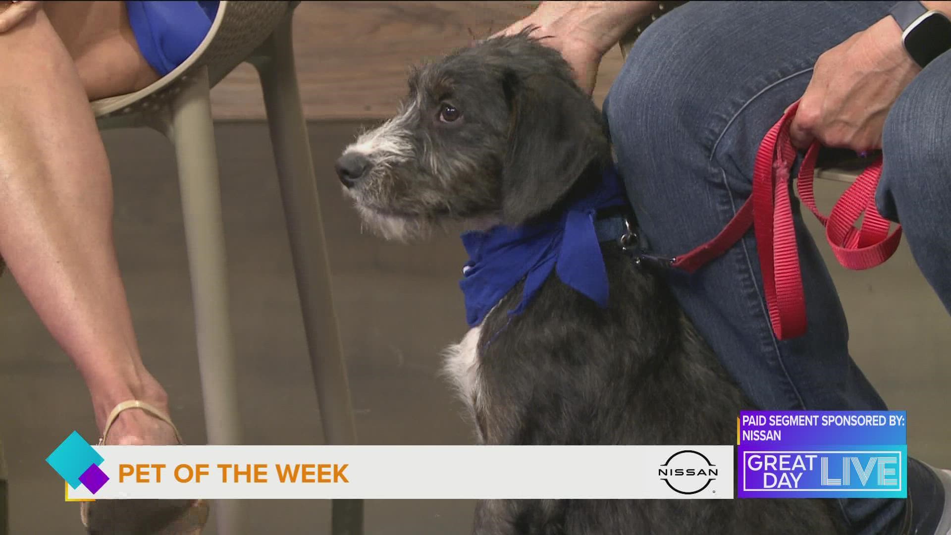 Pet of the Week: Cylde