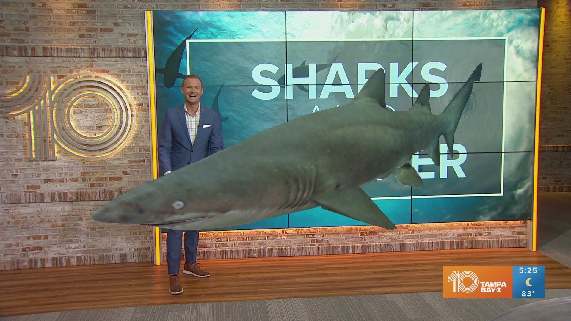A shark's heightened senses can actually help them detect hurricanes. 10 Tampa Bay Meteorologist Grant Gilmore explains how sharks can detect weather events.