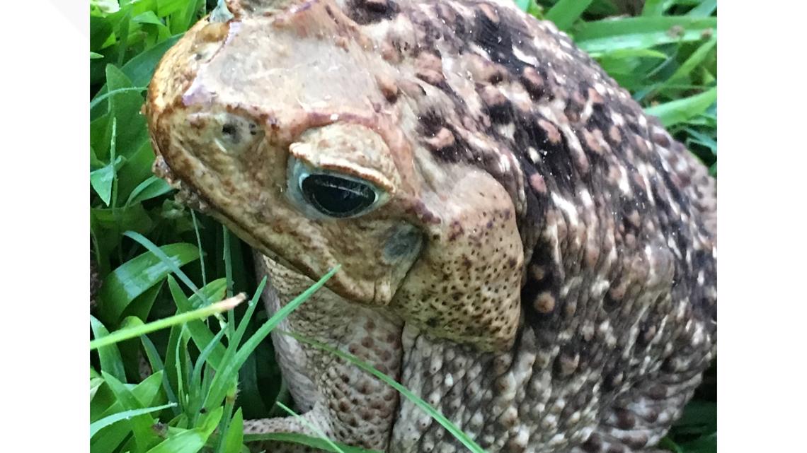 How to identify a Cane toad in Florida