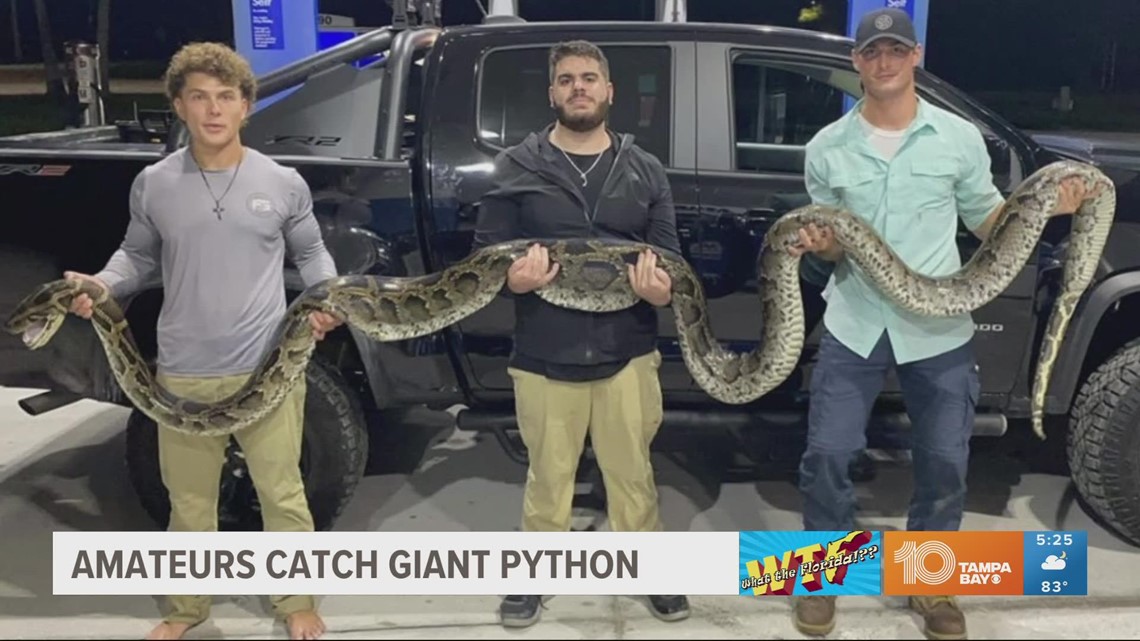 Amateur hunters catch enormous 17-foot python near Florida Everglades