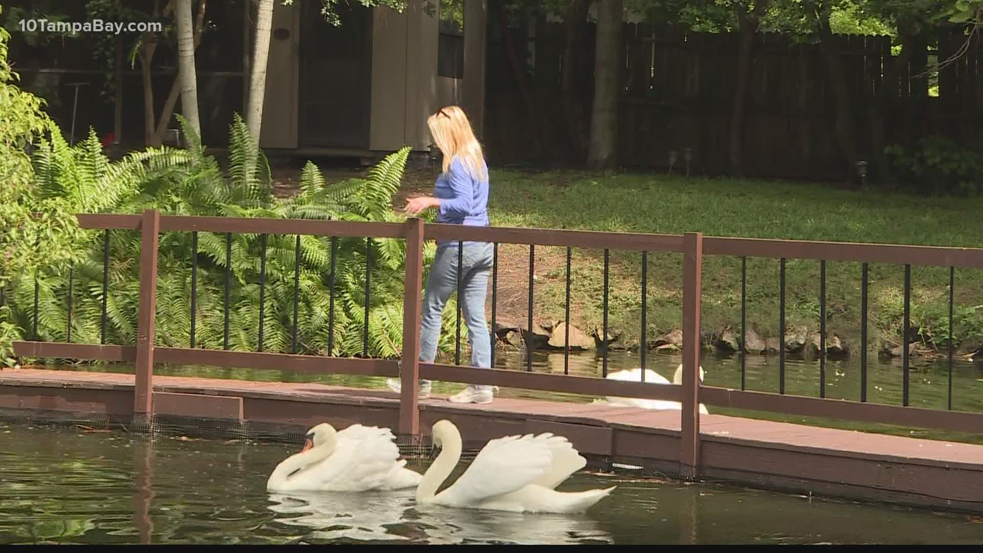 Lakeland is selling swans to keep the $10,000 cost of care under control.