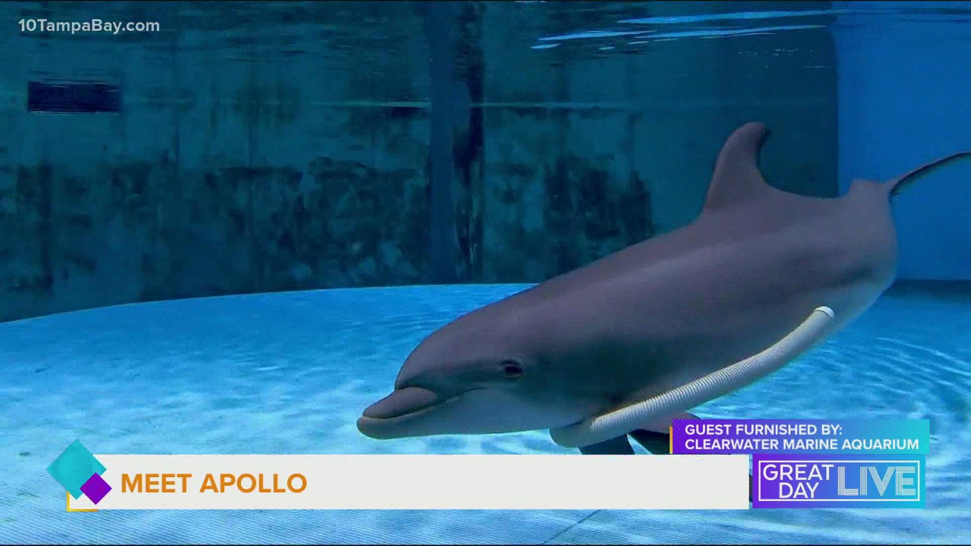 Though still mourning the death of Winter, CMA rescues and welcomes Apollo, its newest dolphin.