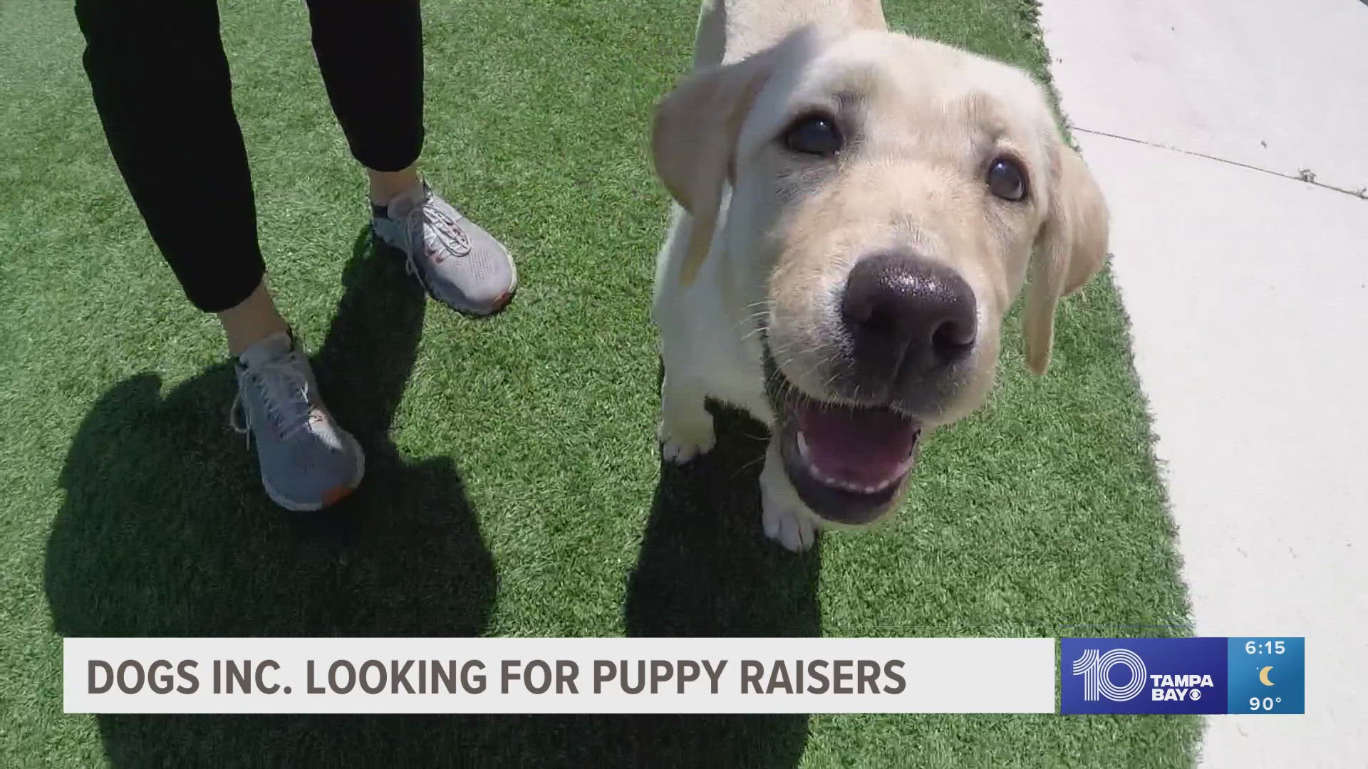 Dogs Inc., formerly known as Southeastern Guide Dogs, needs more puppy raisers to meet the demand for guide, service and skilled companion dogs.