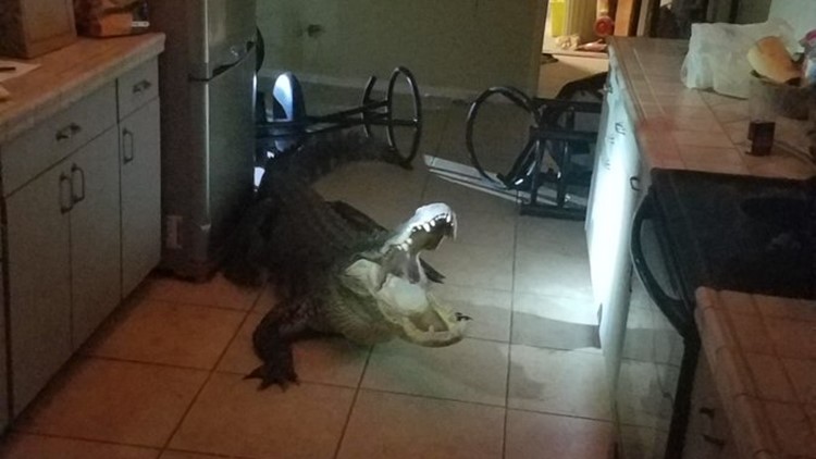 11-foot gator breaks through windows, into kitchen of Clearwater home |  wtsp.com