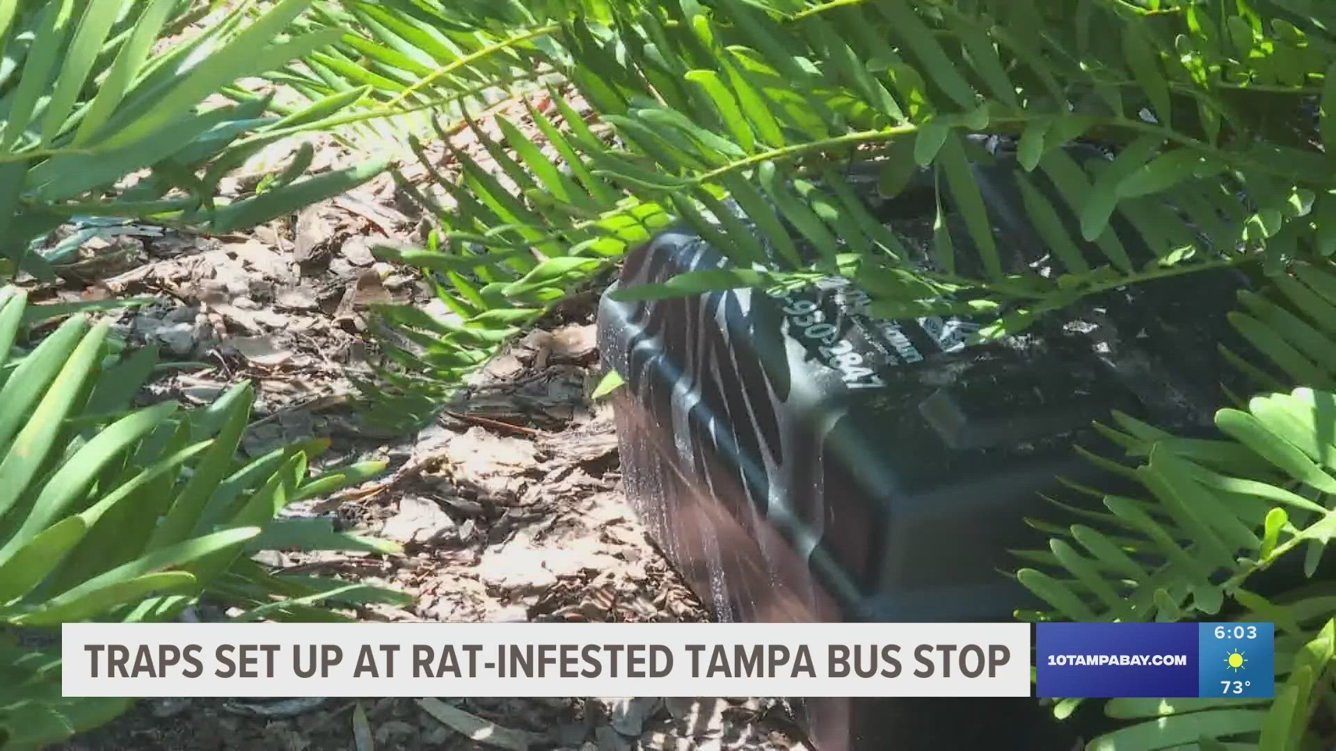 For months near the corner of Florida and Hillsborough Avenue, a colony of rats has overtaken the bus stop. Now, the city has hired a service to set traps near it.