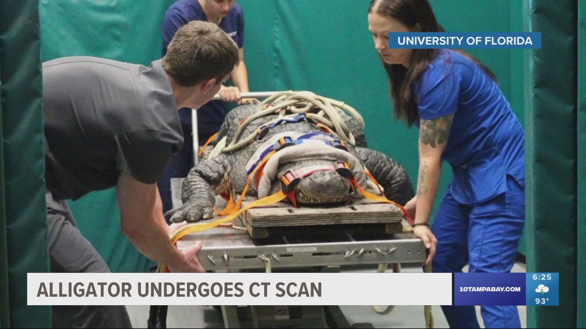 Veterinary medicine students at UF treated an alligator from the St. Augustine Alligator Farm Zoological Park.